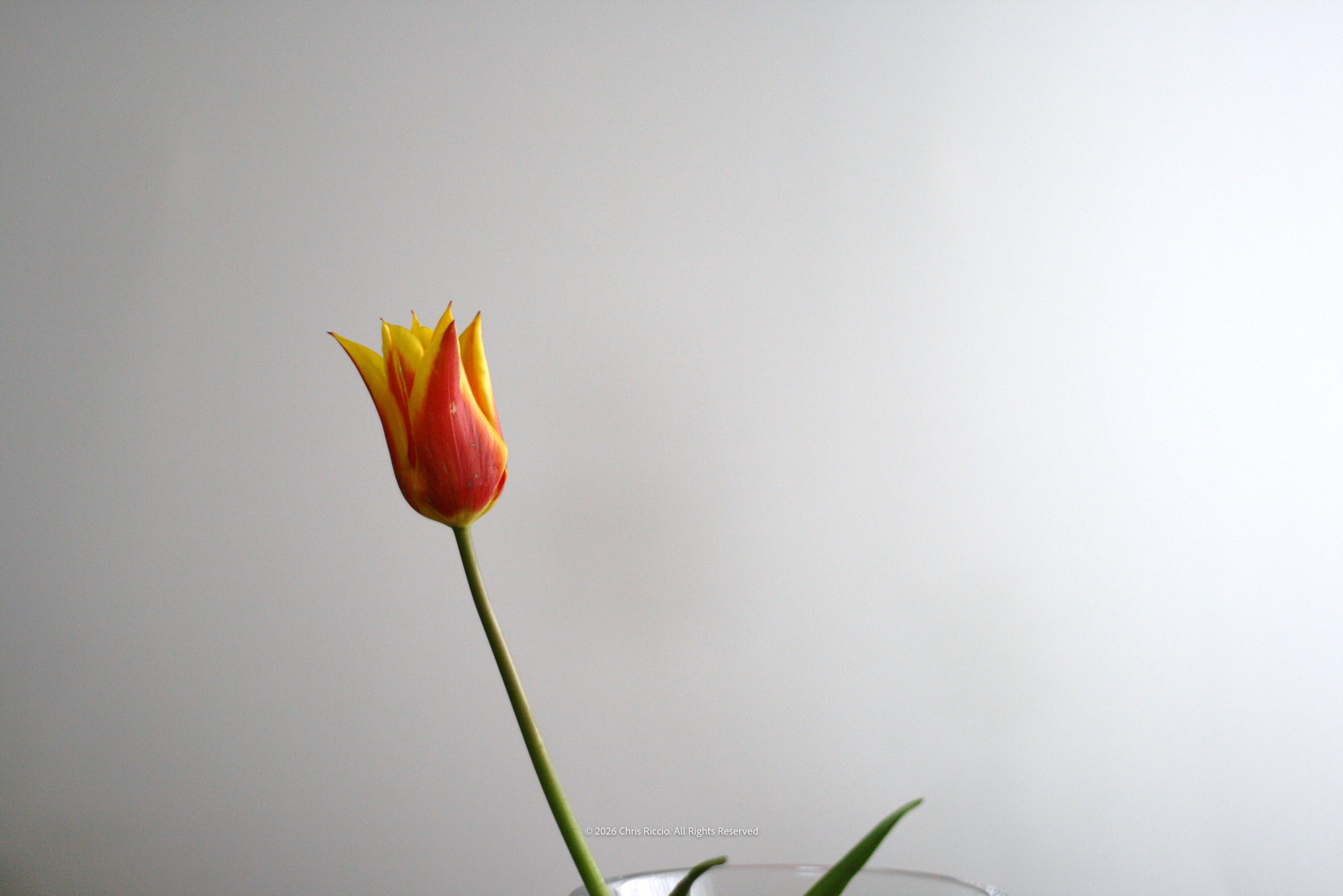 Tulip and Vase